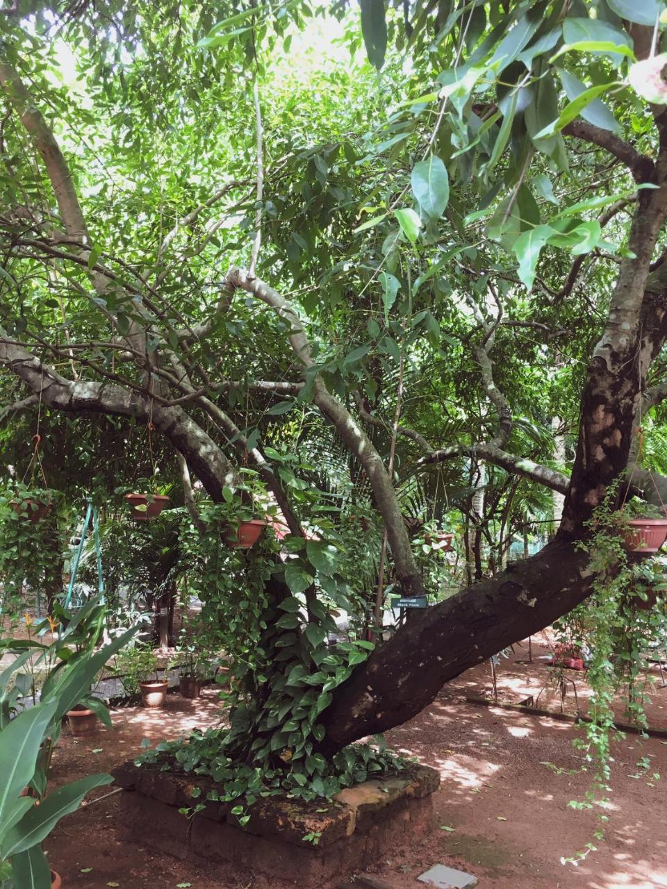 Kochi بالم غروف سيرفيس فيلا المظهر الخارجي الصورة